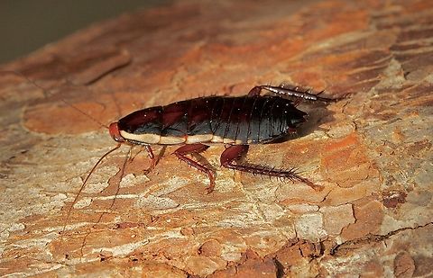 Common shining cockroach - Drymaplaneta communis. Wandering around in our garden. Australia,Common shining cockroach,Drymaplaneta communis,Fall,Geotagged