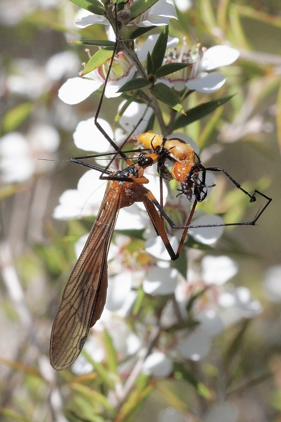 Scorpionfly - Harpobittacus australis With lunch. Australia,Eamw scorpion flies,Geotagged,Harpobittacus australis,Mount Billy Conservation Park,Spring