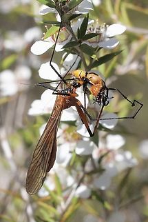 Scorpionfly - Harpobittacus australis With lunch. Australia,Eamw scorpion flies,Geotagged,Harpobittacus australis,Mount Billy Conservation Park,Spring