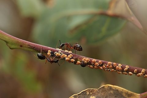 Blue gum scale insects - Eriococcus coriaceus With ants in attendance. Australia,Eamw scale insects,Eriococcus  coriaceus,Eriococcus coriaceus,Geotagged,Peters Creek SA.