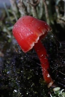 Hygrocybe  Australia,Bairnsdale Vic,Eamw fungi,Geotagged,Winter,hygrocybe