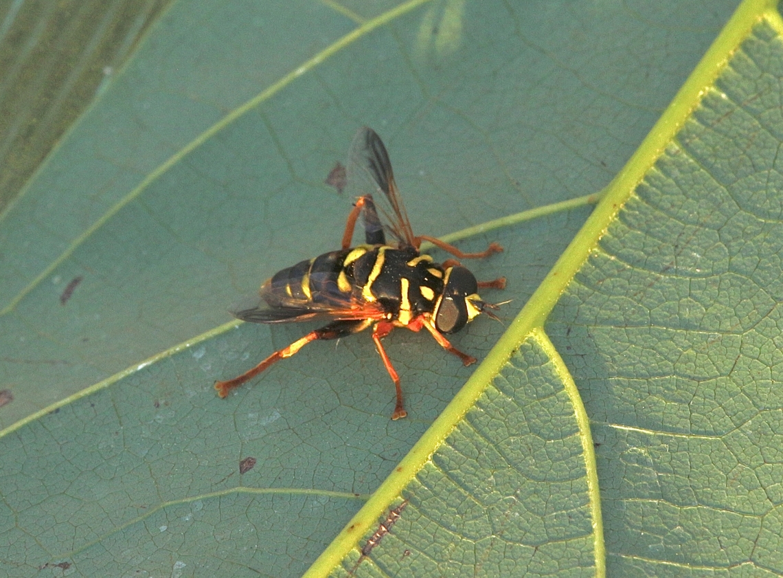 Carolinian Elegant - Meromacrus acutus  Carolinian Elegant,Eamw hover fly,Geotagged,Meromacrus acutus,United States,Winter