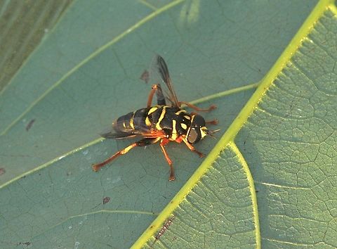 Carolinian Elegant - Meromacrus acutus  Carolinian Elegant,Eamw hover fly,Geotagged,Meromacrus acutus,United States,Winter