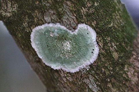 White Blanket - Cryptothecia striata Lichen on a deciduous tree Cryptothecia striata,Eamw lichen,Geotagged,United States,White Blanket,Winter