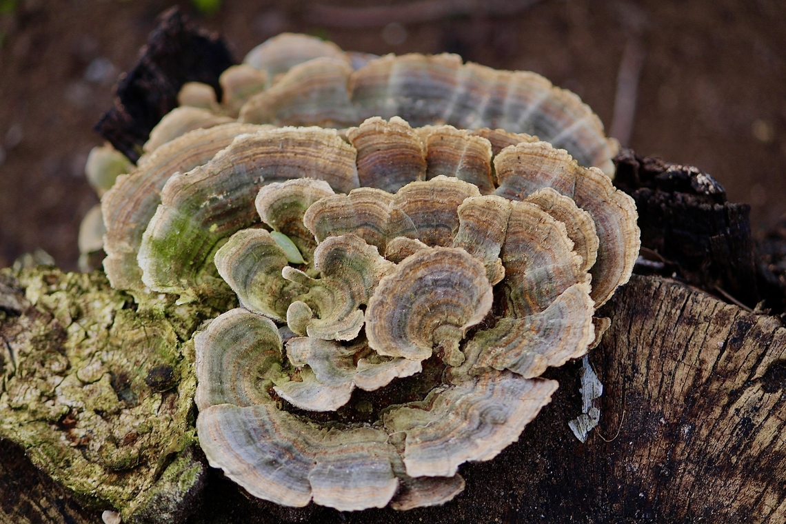 Turkey-Tail - Trametes versicolor  Australia,Eamw fungi,Trametes versicolor,Turkey Tail