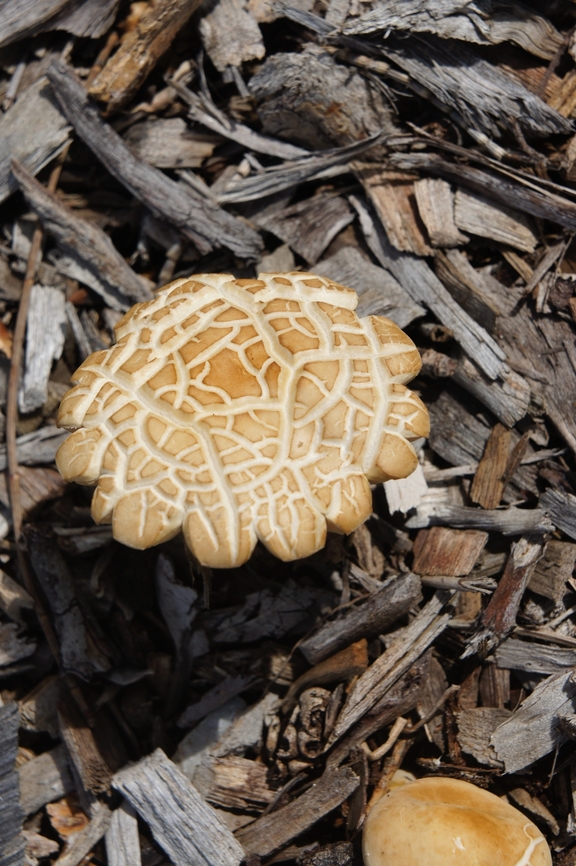 Spring Fieldcap - Agrocybe praecox Agrocybe arenicola, A. cylindrica, A. limonia, A. mullauna, A. neocoprophila, A. olida, A. parasitica (large pileus, well-developed annulus, growing on trees in wet forest), A. pediades, A. praecox(common on wood chip mulch, pileus often cracking with age), A. semiorbicularis and A. tunicola. All the above are species occurring in Australia<br />
<a href="https://data.rbg.vic.gov.au/dev/fungikeys/funkey/key/Funkey" rel="nofollow">https://data.rbg.vic.gov.au/dev/fungikeys/funkey/key/Funkey</a> - Key to the Agarics of Australia/Media/Html/Fact Sheets/Agrocybe.htm<br />
Agrocybe,Agrocybe praecox,Australia,Eamw fungi,Fall,Geotagged,Victor Harbor SA