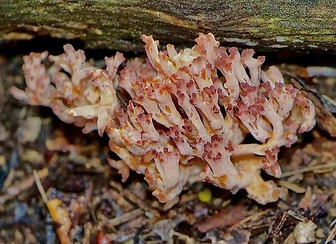 Dark-tipped coral - Clavulina vinaceocervina Australia,Clavulina vinaceocervina,Eamw coral fungi,Eamw fungi,Geotagged,Winter,spring