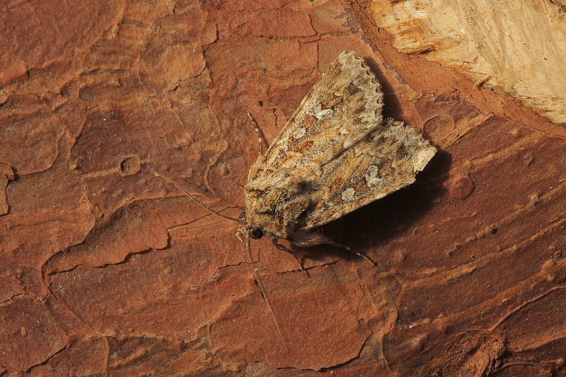 Noctuid moth - Ectopatria xerampelina Attracted to UV light .  Australia,Eamw moth,Ectopatria xerampelina,Encounter Bay SA,Fall,Geotagged,UVL