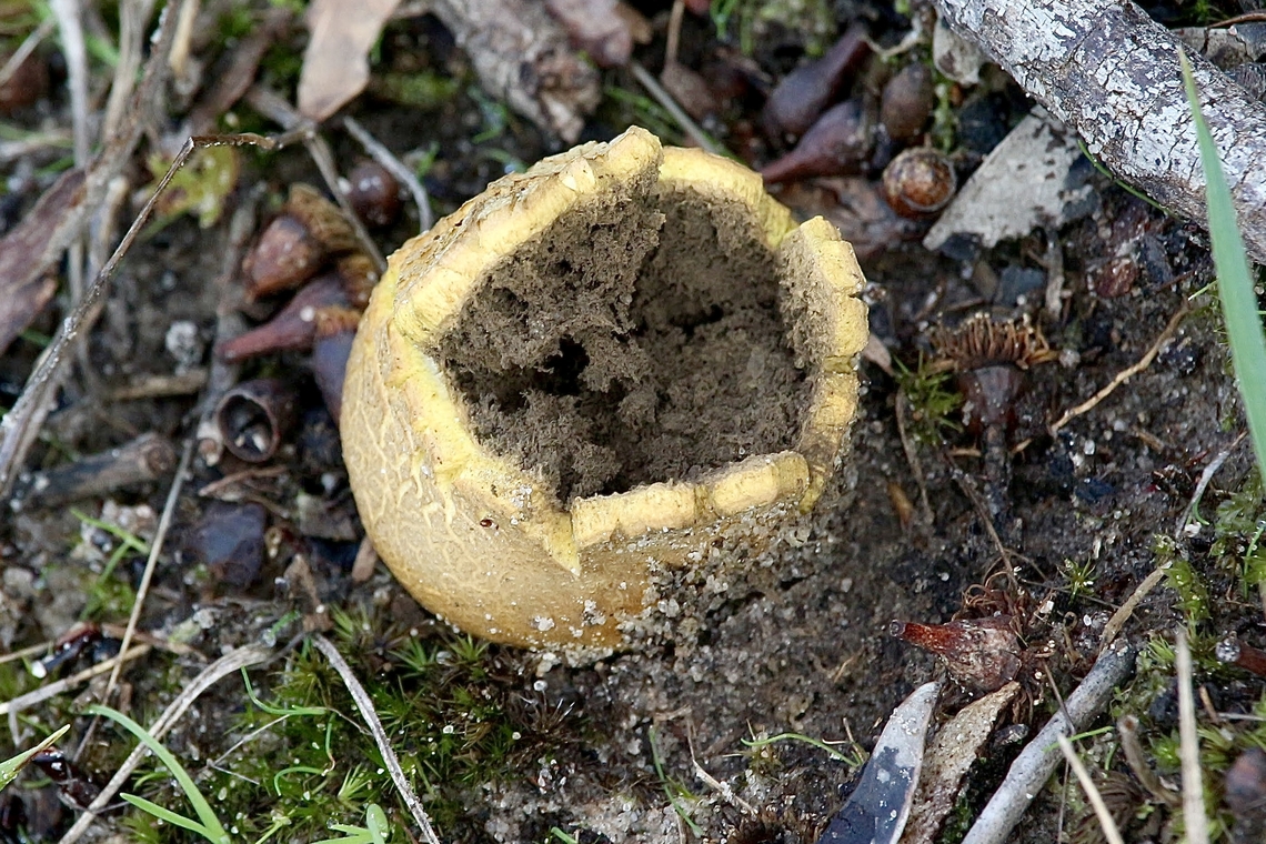 Common Earthball- Scleroderma citrinum  Aldinga scrub conservation park,Australia,Common Earthball,Eamw fungi,Fall,Geotagged,Scleroderma citrinum