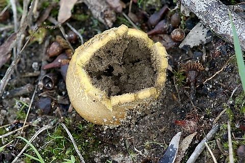 Common Earthball- Scleroderma citrinum  Aldinga scrub conservation park,Australia,Common Earthball,Eamw fungi,Fall,Geotagged,Scleroderma citrinum