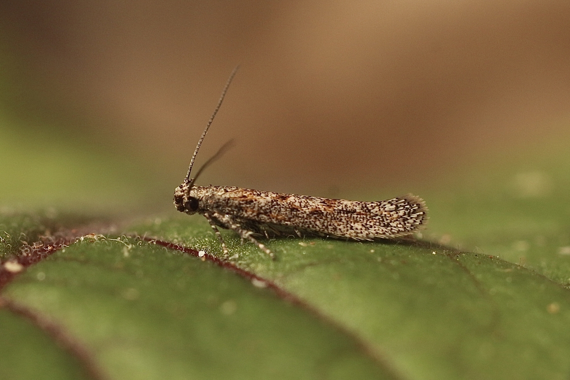 Unidentified curved-horn moths. Attracted to UV light. It is a very small moth of approximately 6 mm body length. Australia,Eamw moth,Encounter Bay SA,Fall,Geotagged,UVL