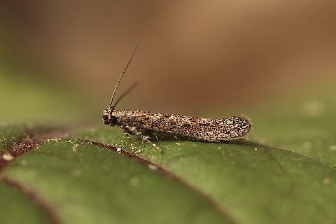 Unidentified curved-horn moths. Attracted to UV light. It is a very small moth of approximately 6 mm body length. Australia,Eamw moth,Encounter Bay SA,Fall,Geotagged,UVL