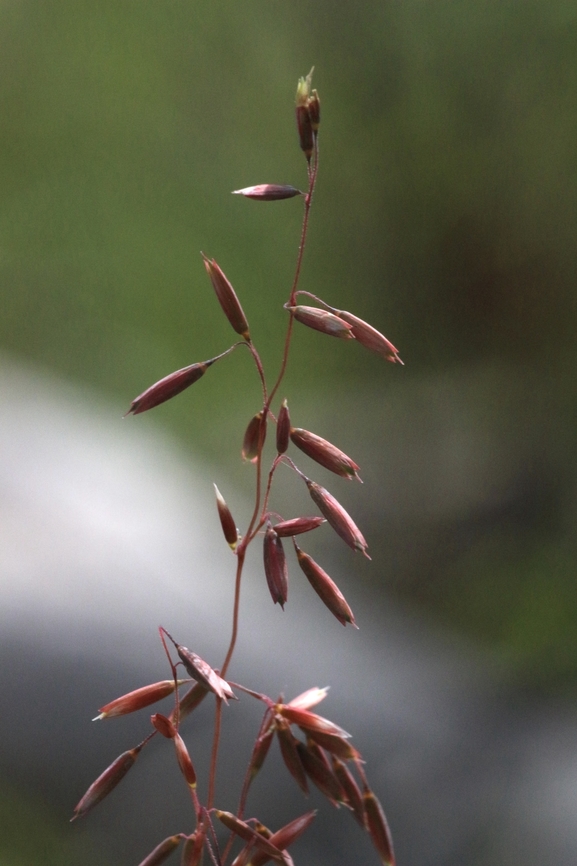 Perennial Veldtgrass - Ehrharta calycina Prior to flowering. Introduced to Australia. Australia,Eamw grasses,Ehrharta calycina,Geotagged,Sellicks beach,Winter