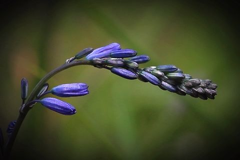 Blue Grass Lily - Caesia calliantha  Aldinga scrub conservation park,Australia,Blue Grass Lily,Caesia calliantha,Eamw flora,Geotagged,Winter