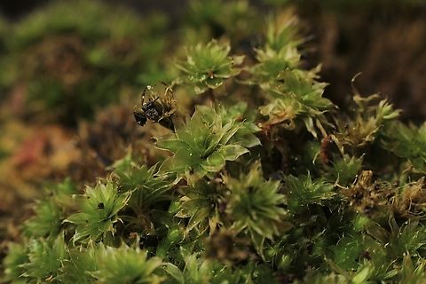 Moss species - Rosulabryum billardierei  Australia,Eamw Moss,Fall,Geotagged,Rosulabryum billardierei,Spring Mount Conservation Park South