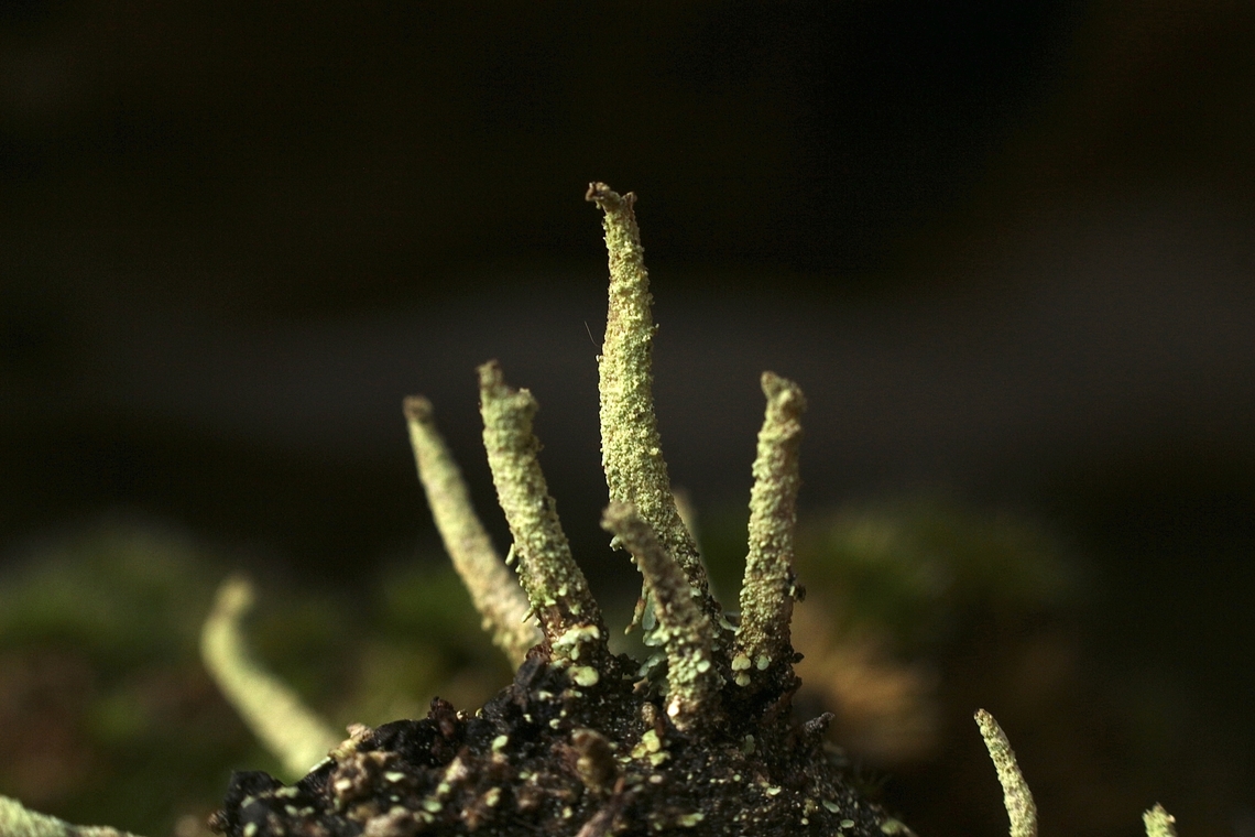 Lipstick Powderhorn - Cladonia macilenta Non flowering stage. Australia,Cladonia Macilenta,Eamw lichen,Fall,Geotagged,Lipstick Powderhorn,Spring Mount Conservation Park South
