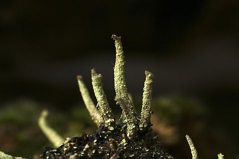 Lipstick Powderhorn - Cladonia macilenta Non flowering stage. Australia,Cladonia Macilenta,Eamw lichen,Fall,Geotagged,Lipstick Powderhorn,Spring Mount Conservation Park South