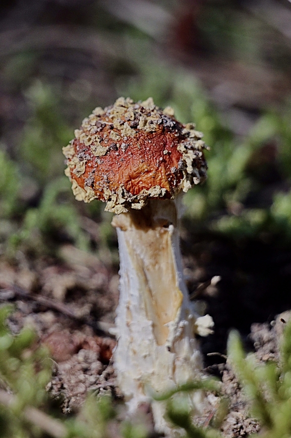 Fly Agaric Amanita muscaria  Amanita muscaria,Australia,Eamw fungi,Fall,Fly agaric,Geotagged,Kuitpo Forest