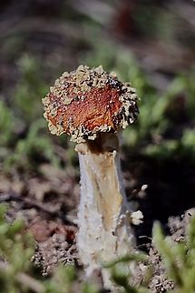 Fly Agaric Amanita muscaria  Amanita muscaria,Australia,Eamw fungi,Fall,Fly agaric,Geotagged,Kuitpo Forest