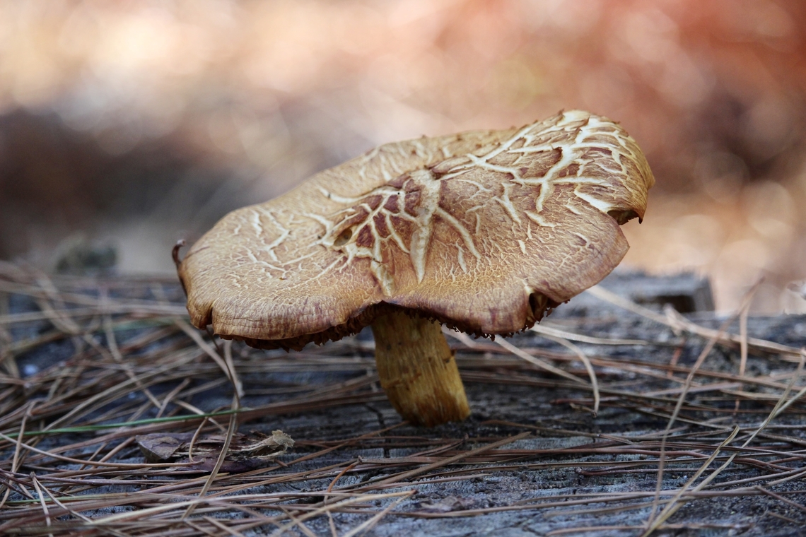 Spectacular Rustgill - Gymnopilus junonius Age related cracking. Australia,Eamw fungi,Fall,Geotagged,Gymnopilus junonius,Kuitpo Forest,Spectacular Rustgill