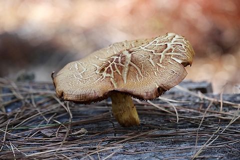 Spectacular Rustgill - Gymnopilus junonius Age related cracking. Australia,Eamw fungi,Fall,Geotagged,Gymnopilus junonius,Kuitpo Forest,Spectacular Rustgill