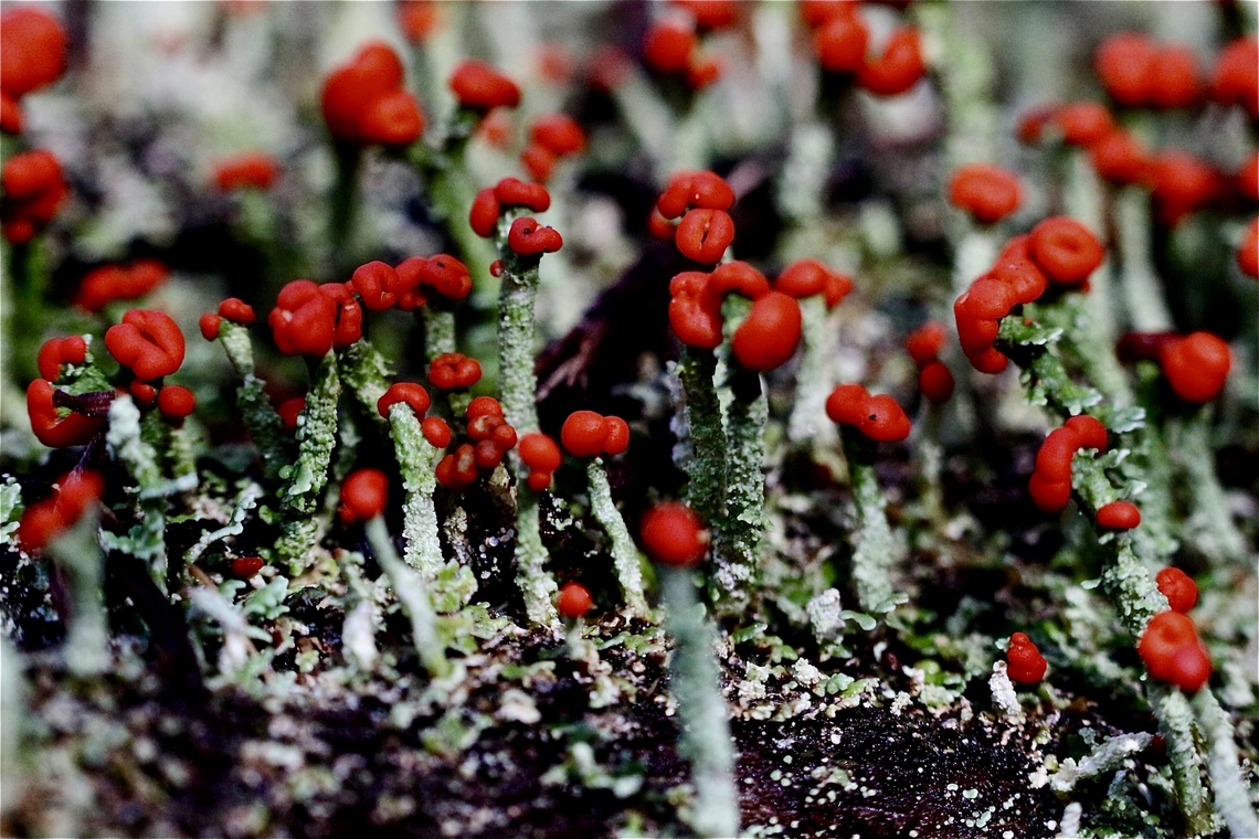 British soldier lichen - Cladonia cristatella  Australia,British soldier lichen,Cladonia cristatella,Eamw lichen,Geotagged,North Nowra Nsw,Winter
