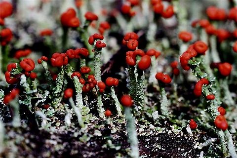 British soldier lichen - Cladonia cristatella  Australia,British soldier lichen,Cladonia cristatella,Eamw lichen,Geotagged,North Nowra Nsw,Winter