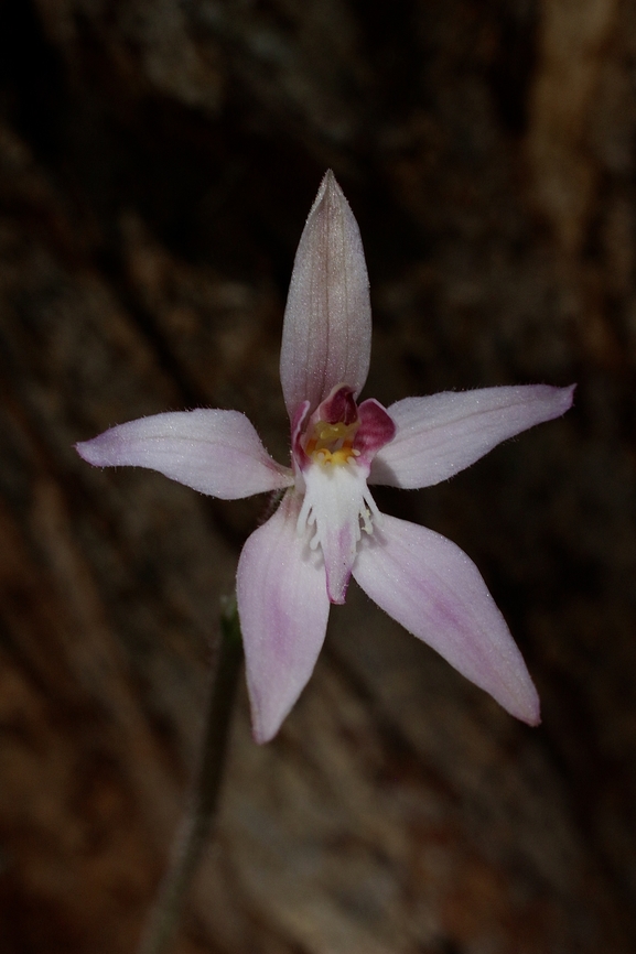 Pink Fairies - Caladenia latifolia  Aldinga scrub conservation park,Australia,Caladenia latifolia,Eamw flora,Eamw orchids,Geotagged,Pink Fairy Orchid,Winter
