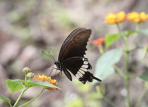 Common Mormon - Papilio polytes  Common Mormon,Eamw butterflies,Geotagged,Papilio polytes,Summer,Vietnam