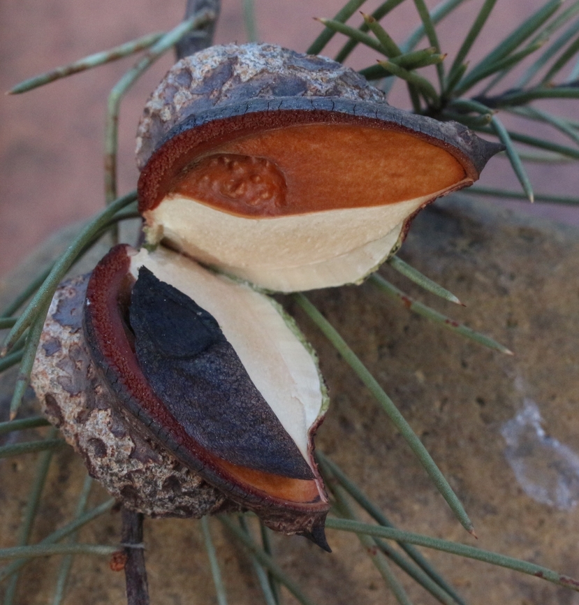 Seed pod of Bushy Needlewood - Hakea decurrens  Australia,Bushy Needlewood,Eamw flora,Geotagged,Hakea decurrens,North Nowra Nsw,Winter