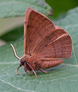Moth in Genus - Anthela  Anthela,Australia,Eamw moth,Fall,Geotagged,Illaroo NSW