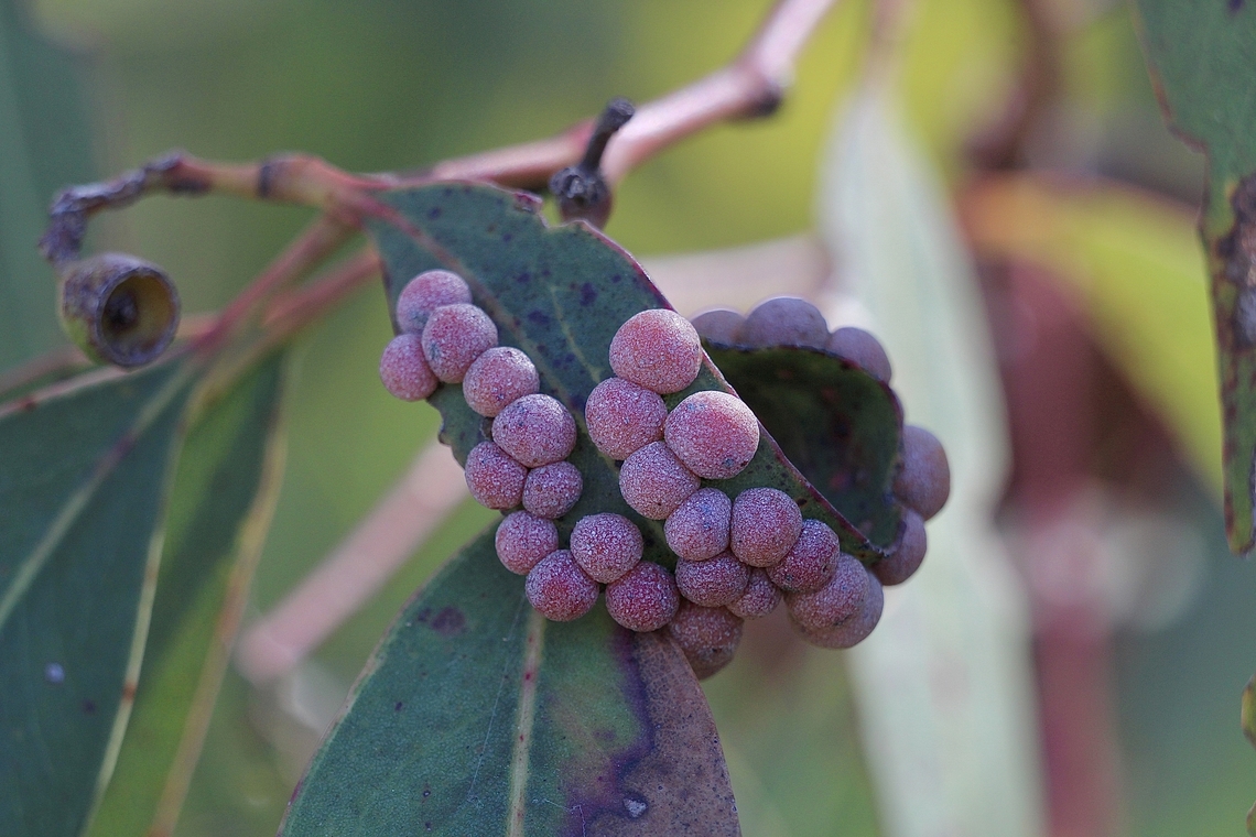 Australian Eucalyptus Leafgall Wasp - Ophelimus maskeli  Australia,Cox Scrub,Eamw galls,Geotagged,Ophelimus maskeli,Ophelimus maskelli,Winter
