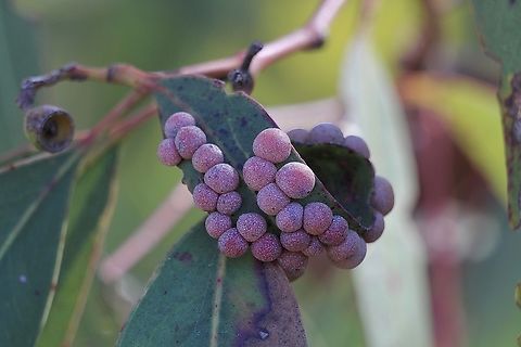 Australian Eucalyptus Leafgall Wasp - Ophelimus maskeli Australia,Cox Scrub,Eamw galls,Geotagged,Ophelimus maskeli,Ophelimus maskelli,Winter