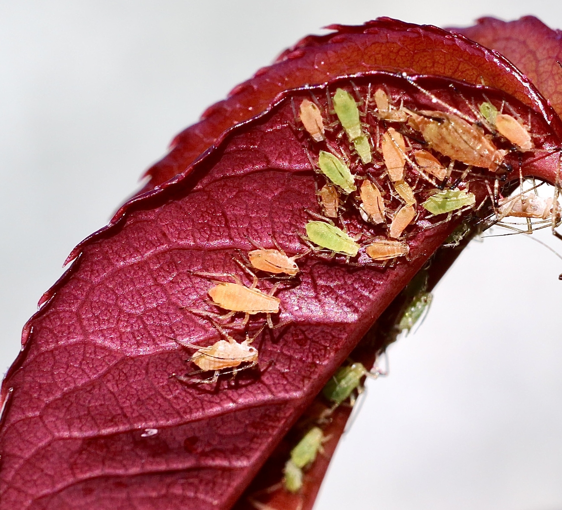 Aphids on a leaf. Different growth rates. Australia,Eamw aphids,Encounter Bay SA,Geotagged,Winter