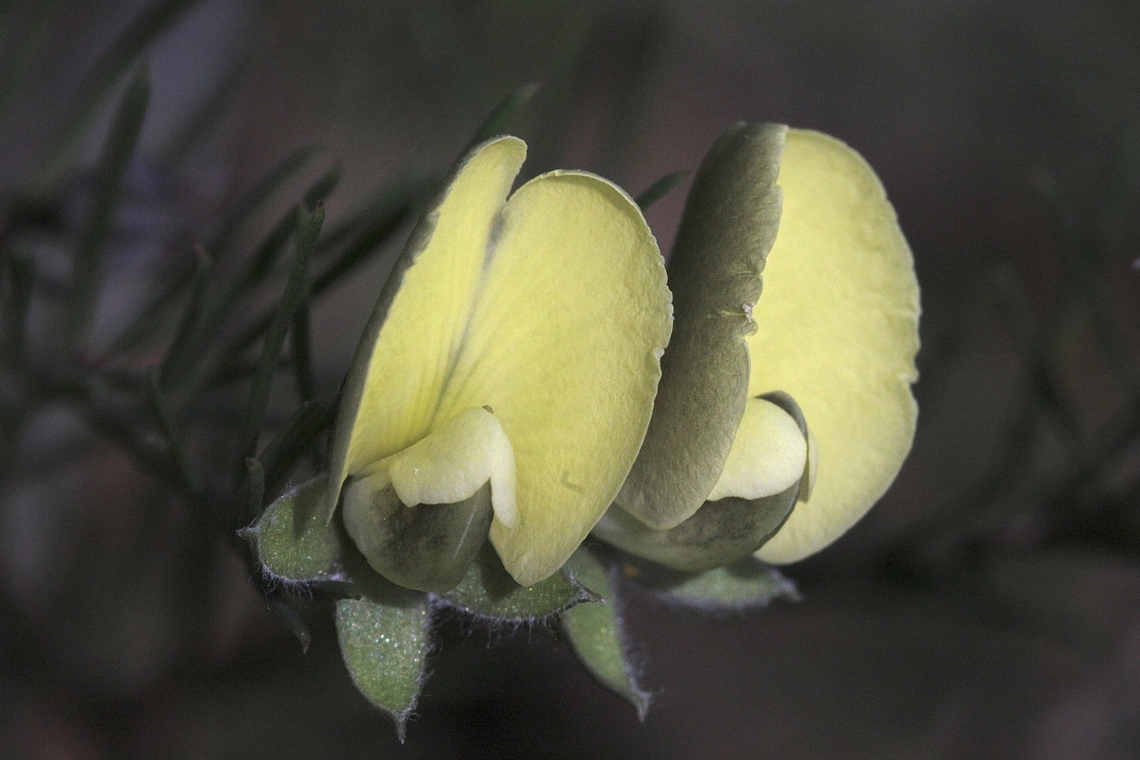 Common wedge pea - Genus Gompholobium  Australia,Eamw flora,Geotagged,Gompholobium,North Nowra Nsw,Winter