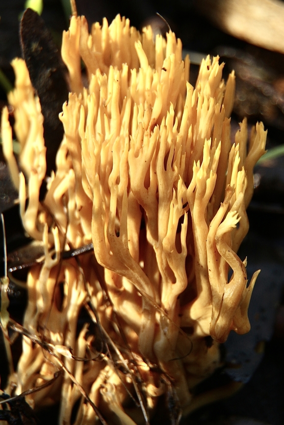 Coral fungus - Phaeoclavulina flaccida  Australia,Eamw coral fungi,Eamw fungus,Geotagged,Inman Valley sa,Phaeoclavulina flaccida,Ramaria flaccida,Winter