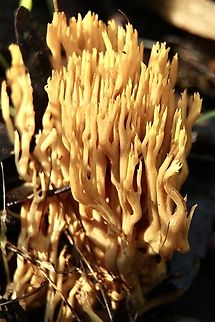 Coral fungus - Phaeoclavulina flaccida  Australia,Eamw coral fungi,Eamw fungus,Geotagged,Inman Valley sa,Phaeoclavulina flaccida,Ramaria flaccida,Winter