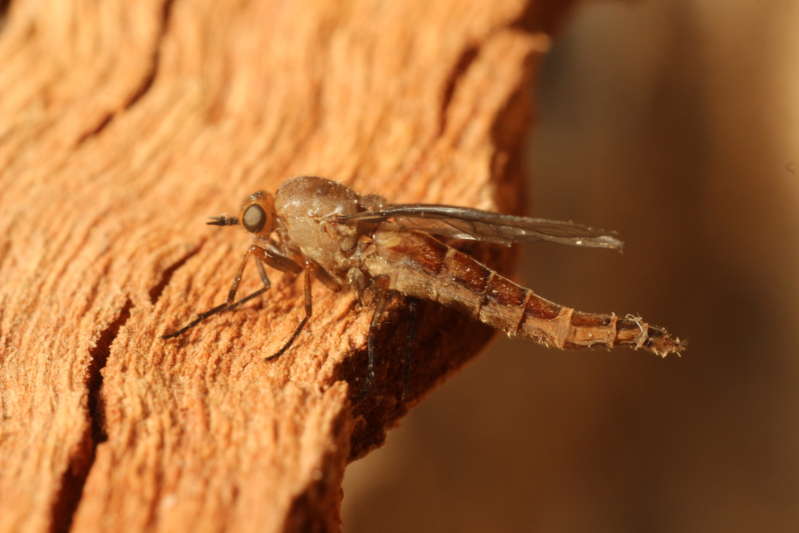 Species of fly in Genus Chiromyza  Australia,Chiromyza,Encounter Bay SA,Fall,Geotagged,eamw flies