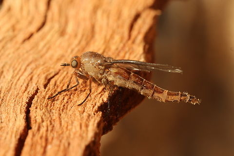 Species of fly in Genus Chiromyza  Australia,Chiromyza,Encounter Bay SA,Fall,Geotagged,eamw flies