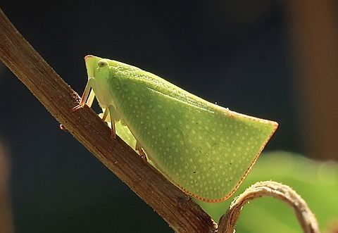 Torpedo bug - Siphanta acuta Observed on June 1. 2025 , the start of winter in the southern hemisphere. No snow ,no frost,just a cool 18 degree. Celsius ( cold) Australia,Eamw planthoppers,Encounter Bay SA,Fall,Geotagged,Siphanta acuta,Torpedo bug