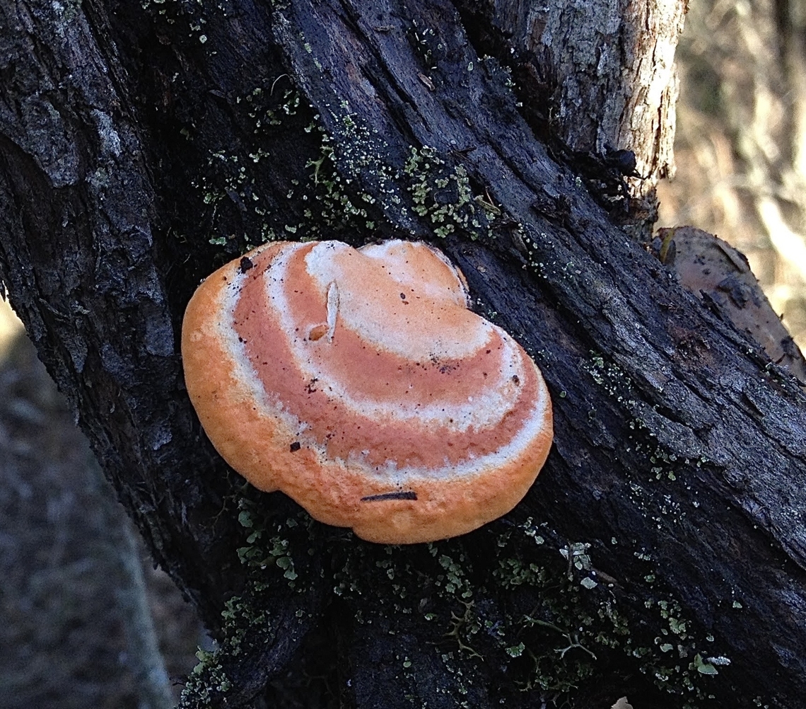 Fungi ,Genus Trametes Growing on bushfire ravaged eucalyptus tree. Australia,Eamw fungi,Geotagged,North Nowra Nsw,Trametes,Winter