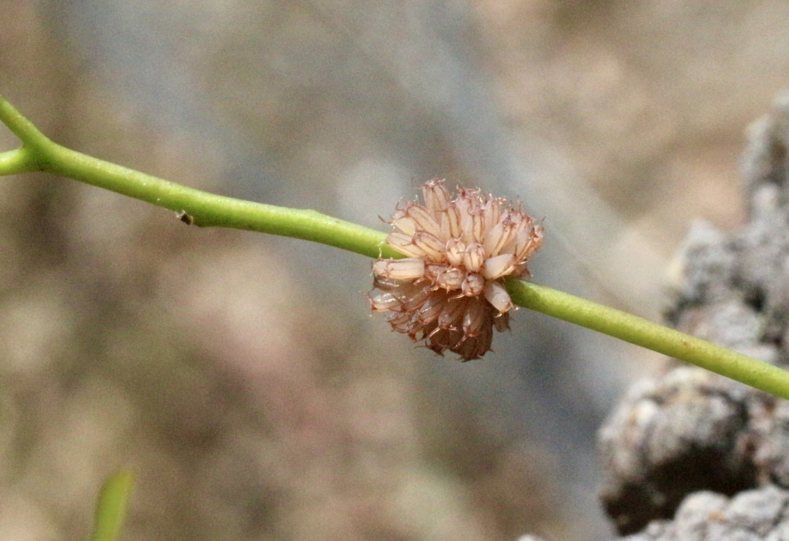 Eucalyptus Leaf Beetle eggs - Paropsis atomaria  Australia,Bairnsdale Vic,Eamw beetles,Geotagged,Paropsis atomaria,Speckled eucalyptus leaf beetle,Summer