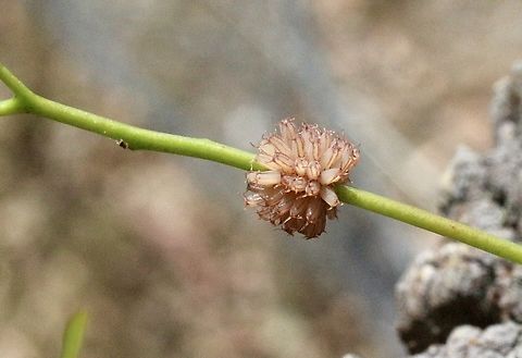 Eucalyptus Leaf Beetle eggs - Paropsis atomaria  Australia,Bairnsdale Vic,Eamw beetles,Geotagged,Paropsis atomaria,Speckled eucalyptus leaf beetle,Summer