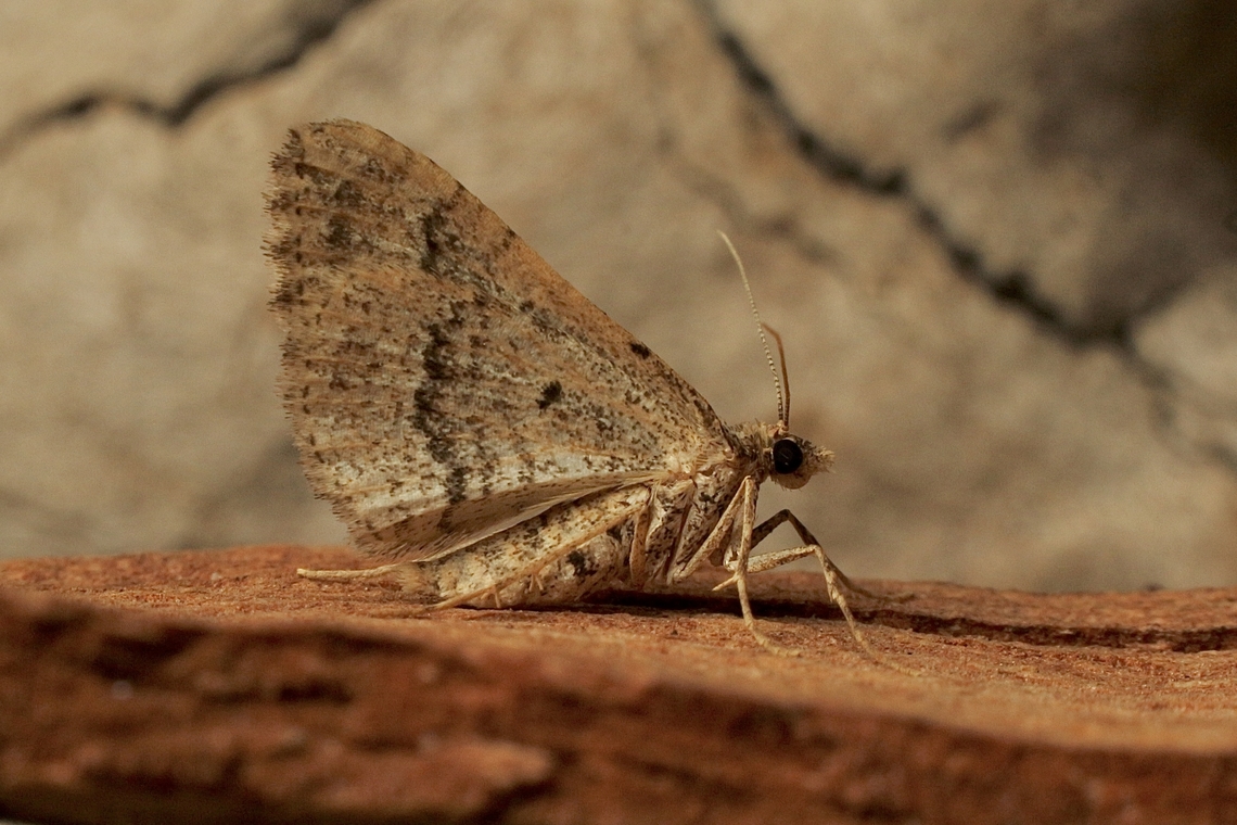 Carpet moth - Epyaxa agelasta Cold night but still flying ( 10 Celsius,the only one) Australia,Encounter Bay SA,Epyaxa agelasta,Fall,Geotagged,UVL,eamw moth