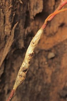 Eucalyptus stem gall - Leptocybe invasa Found on Eucalyptus viminalis  Australia,Eamw gall wasp,Eamw galls,Fall,Geotagged,Leptocybe invasa,Victor