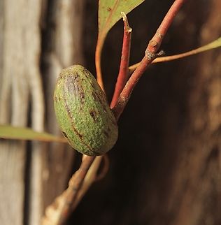 Gall on Eucalyptus- Genus - Apiomorpha Found on Eucalyptus viminalis. Australia,Eamw galls,Eamw scale insects,Fall,Geotagged,Victor Harbor SA