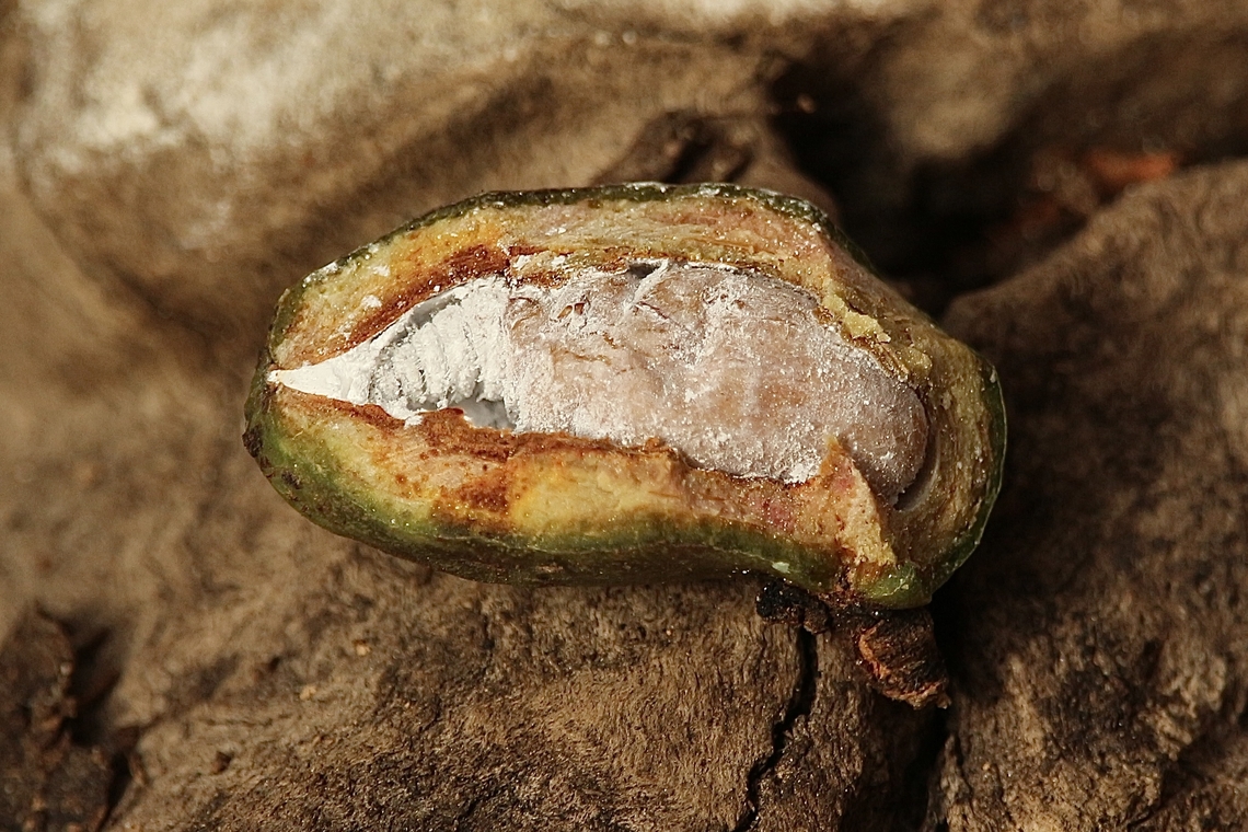 Gall wasp pupae exposed- Genus Apiomorpha Found on Eucalyptus viminalis  Australia,Eamw galls,Eamw scale insects,Fall,Geotagged,Victor Harbor SA
