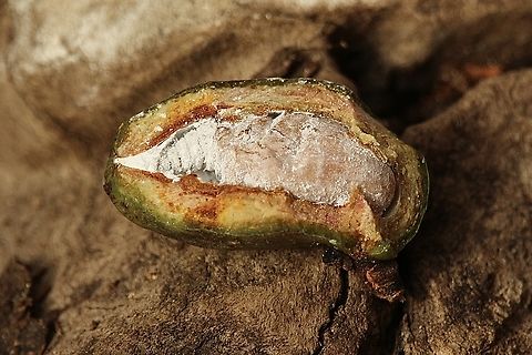 Gall wasp pupae exposed- Genus Apiomorpha Found on Eucalyptus viminalis  Australia,Eamw galls,Eamw scale insects,Fall,Geotagged,Victor Harbor SA