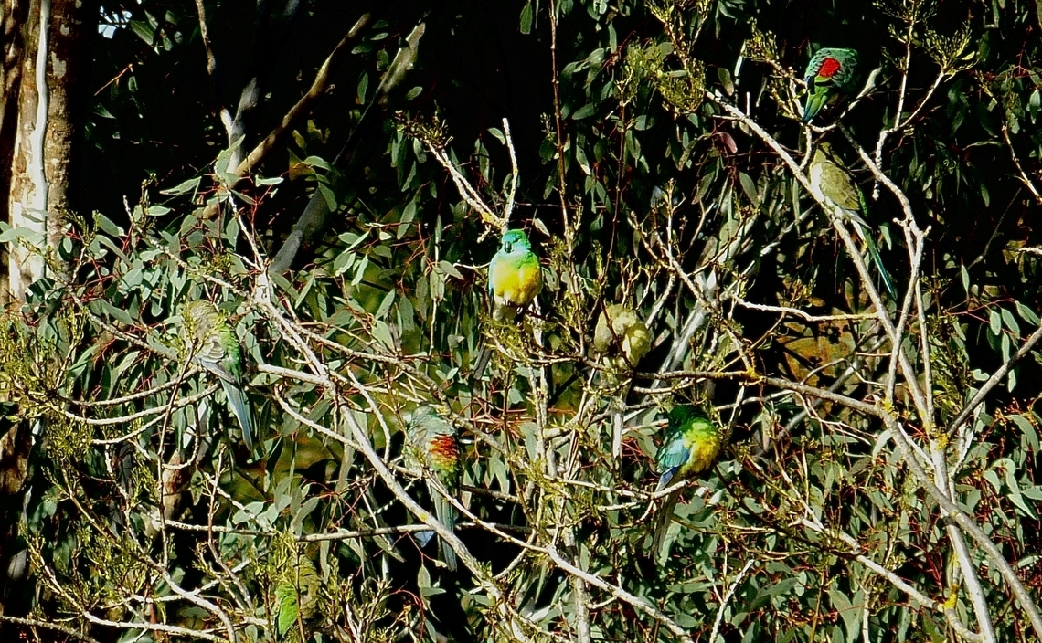 Red-rumpled parrots - Psephotus haematonotus Resting as a group. Australia,Eamw birds,Eamw parrots,Geotagged,Gnarwarre,Psephotus haematonotus,Red-rumped parrot,Winter
