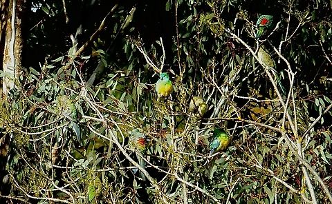 Red-rumpled parrots - Psephotus haematonotus Resting as a group. Australia,Eamw birds,Eamw parrots,Geotagged,Gnarwarre,Psephotus haematonotus,Red-rumped parrot,Winter